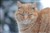 Sur katt.JPG